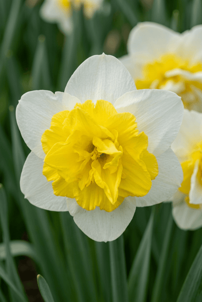 Narciso &