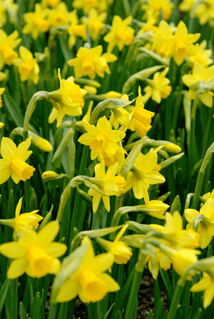 Narcisse &