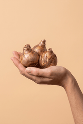 Narcisse &