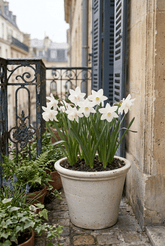 Narcisse &