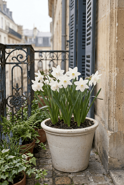 Narcisse &