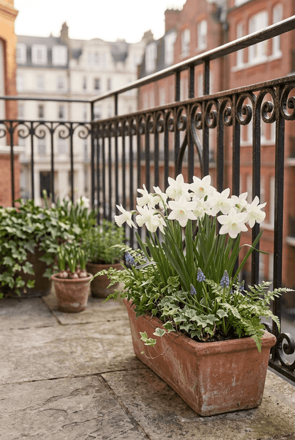 Narcisse &