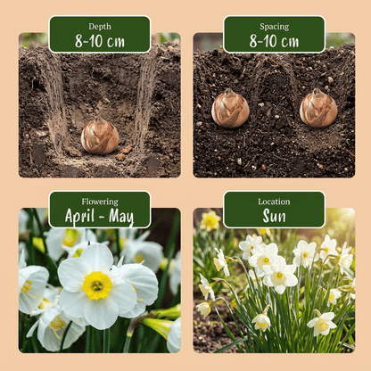 Narcissus bulbocodium &
