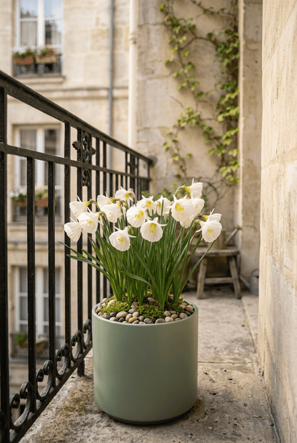 Narcissus bulbocodium &