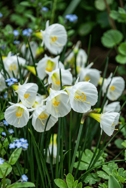 Narcissus bulbocodium &