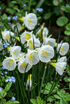 Narcissus bulbocodium &