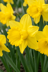 Narcissus (Narcisse jaune ou jonquille) — Bulbes calibre 10/12 - Verdeia - 1