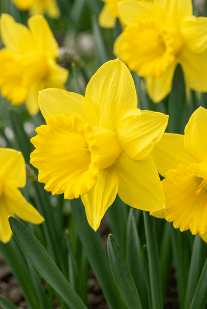 Narcissus (Narcisse jaune ou jonquille) — Bulbes calibre 10/12 - Verdeia - 1