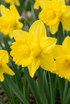 Narcissus (Narcisse jaune ou jonquille) — Bulbes calibre 10/12 - Verdeia - 1