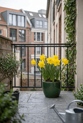 Narcissus (Narcisse jaune ou jonquille) — Bulbes calibre 10/12 - Verdeia - 3