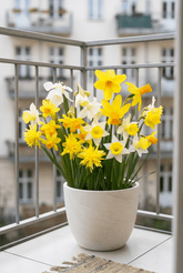 Narcissus (Narcisses botaniques jaunes et blancs en mélange) — Bulbes calibre 10/12 - Verdeia - 3