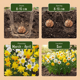 Narcissus (Narcisses botaniques jaunes et blancs en mélange) — Bulbes calibre 10/12 - Verdeia - 6