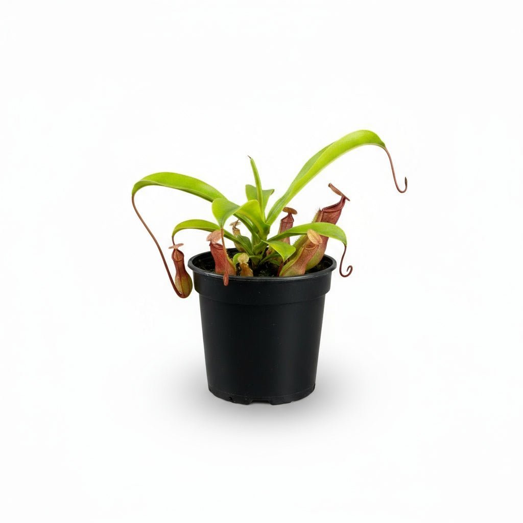 Nepenthes alata — Ø12cm - H17cm - Verdeia - 1