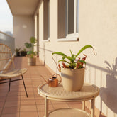 Nepenthes alata — Ø12cm - A17cm - Verdeia - 4