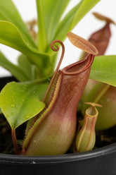 Nepenthes alata (Planta de jarra) — H17 cm | Maceta Ø12 cm - Verdeia - 2