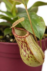 Nepenthes &