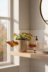 Nepenthes &