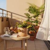 Nepenthes ‘Gaya’ — Tropical carnivorous plant - Verdeia - 4