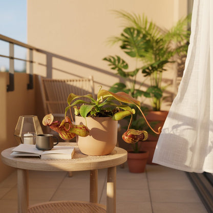 Nepenthes ‘Gaya’ — Tropical carnivorous plant - Verdeia - 4