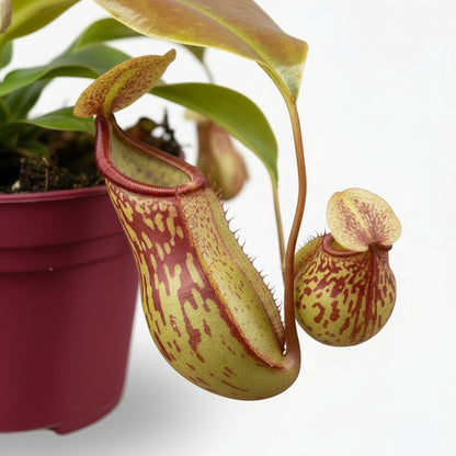 Nepenthes ‘Gaya’ — Tropical carnivorous plant - Verdeia - 2