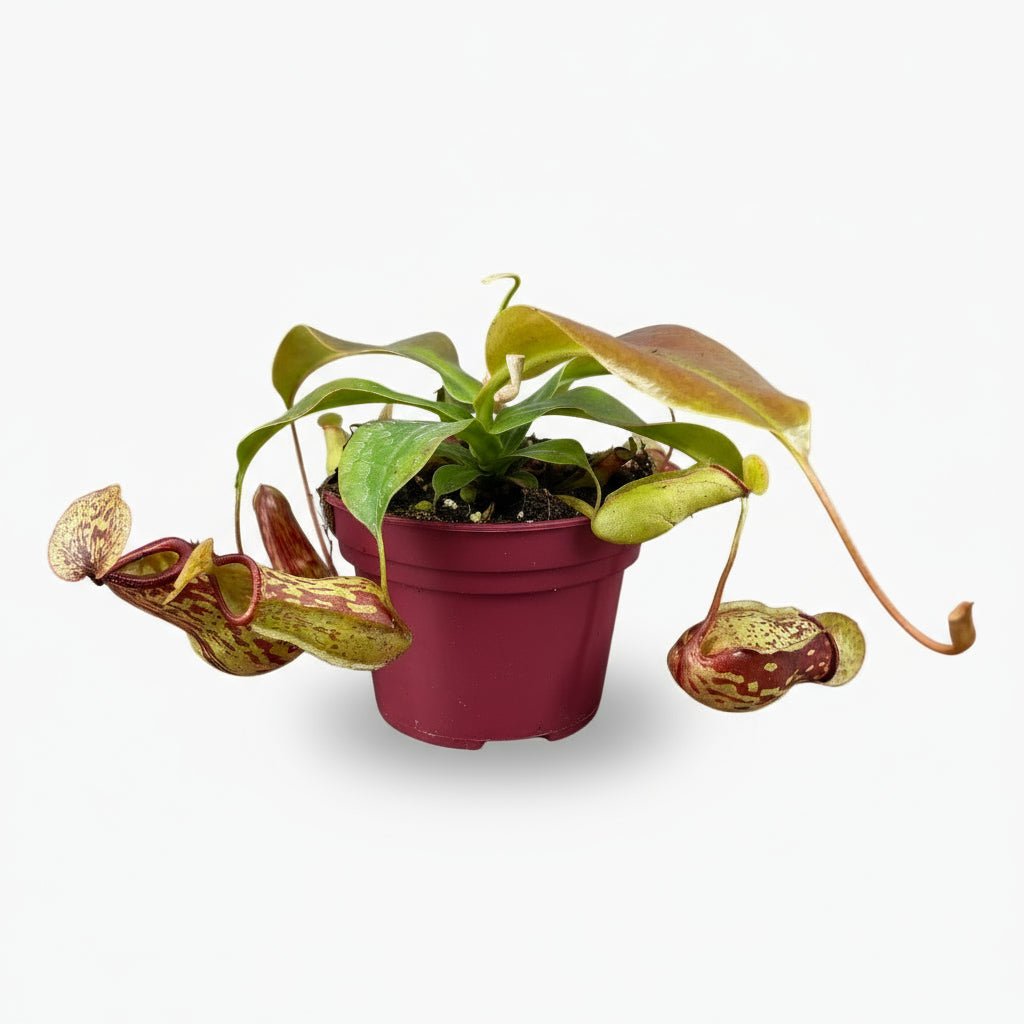 Nepenthes ‘Gaya’ — Tropical carnivorous plant - Verdeia - 1