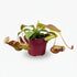 Nepenthes ‘Gaya’ — Tropical carnivorous plant - Verdeia - 1