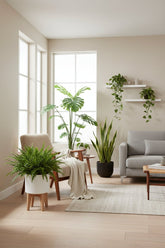 Nephrolepis exaltata &
