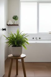 Nephrolepis exaltata &