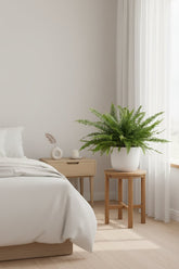 Nephrolepis exaltata &