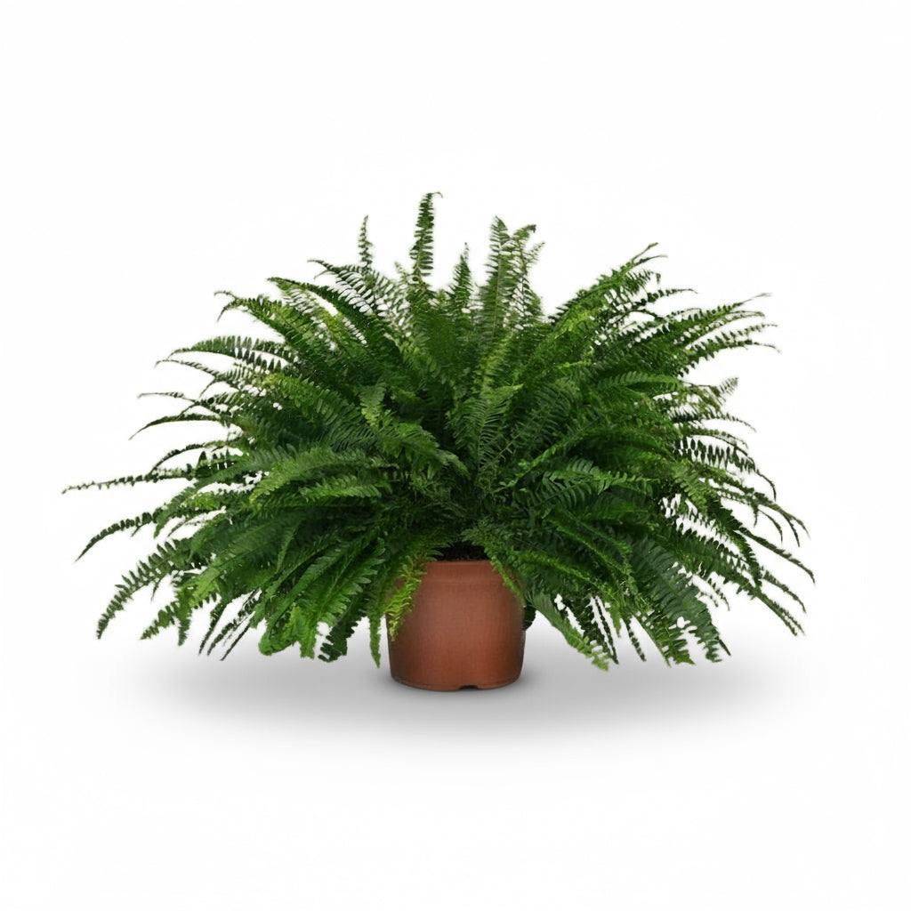 Nephrolepis ‘Green Lady’ – Bostonfarn - Verdeia - 5