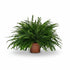 Nephrolepis ‘Green Lady’ – Helecho de Boston - Verdeia - 5