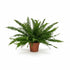 Nephrolepis ‘Green Lady’ – Falguera de Boston - Verdeia - 4