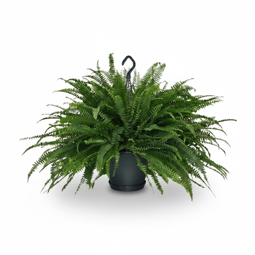 Nephrolepis ‘Green Lady’ – Bostonfarn - Verdeia - 6