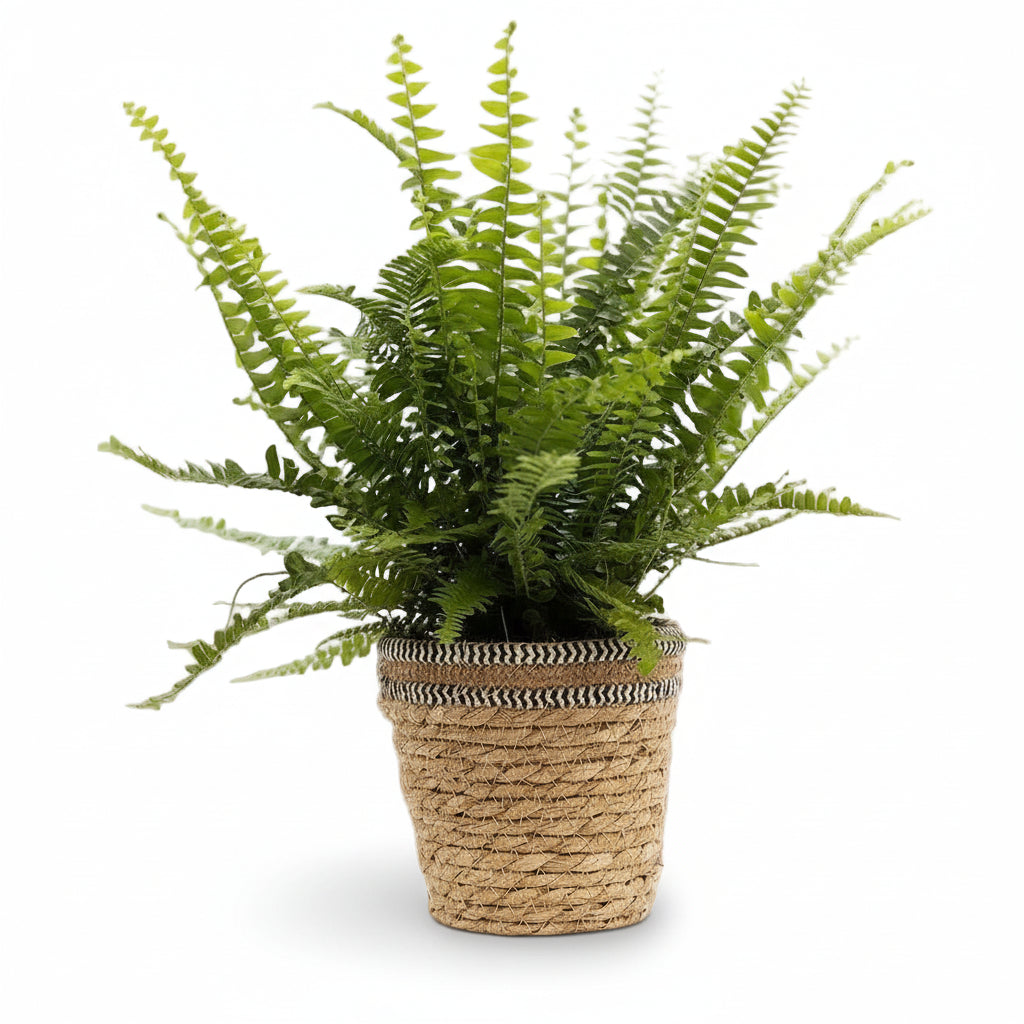 Nephrolepis Green Lady — Helecho de Boston — Ø12 x H35 cm — Listo para colocar — Cesta natural trenzada - Verdeia - 1
