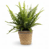 Nephrolepis Green Lady — Bostonský kapradina — Ø12 x H35 cm — Připraveno k položení — Přírodní pletený koš - Verdeia - 1