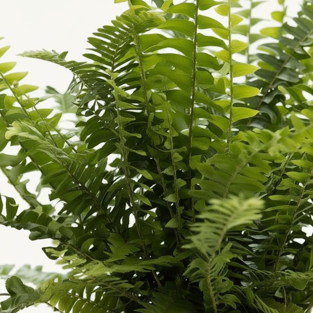 Nephrolepis Green Lady — Bostonfarn — Ø12 x H35 cm — Einsatzbereit — Geflochtener Naturkorb - Verdeia - 2