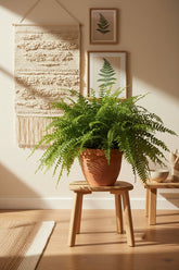 Nephrolepis &