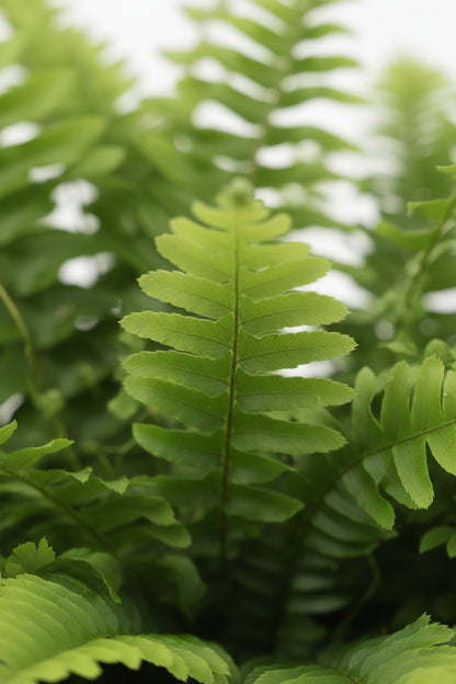 Nephrolepis &