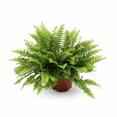Nephrolepis &