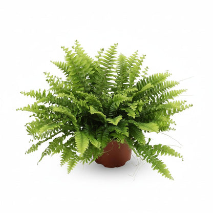 Nephrolepis &