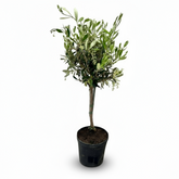 Olea europaea – Olivo de interior y exterior - Verdeia - 1