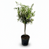 Olea europaea – Olivo de interior y exterior - Verdeia - 1