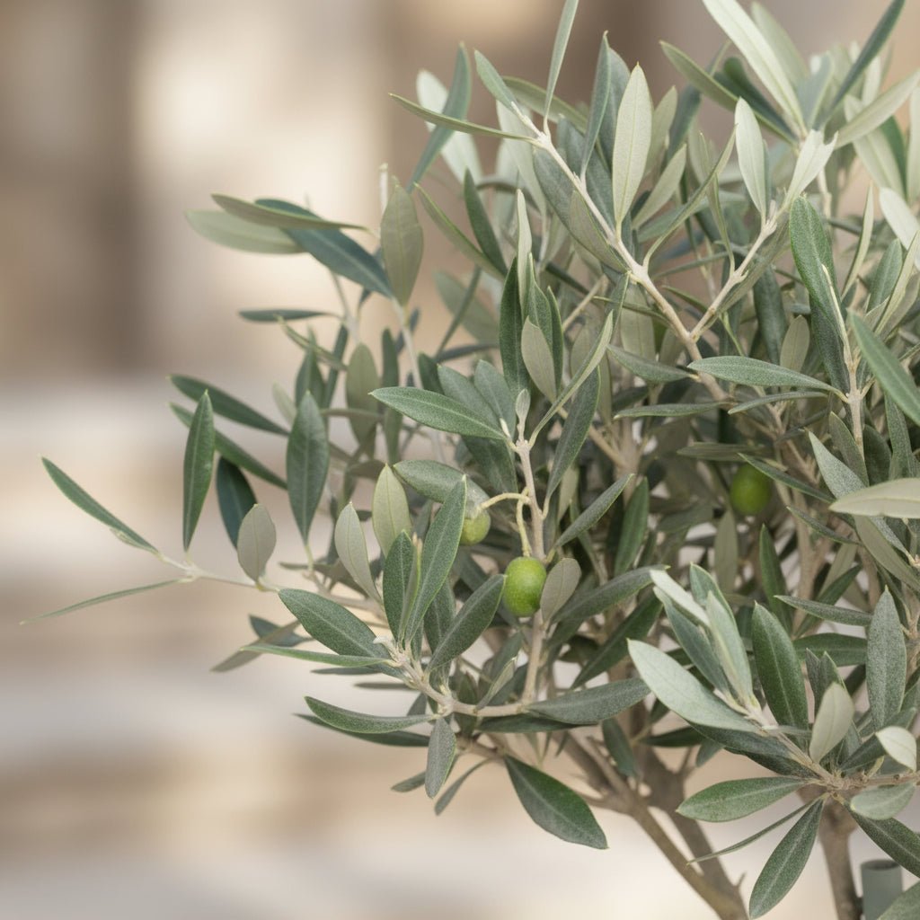 olea europaea indoor plant Olea europaea — Mediterranean Olive Tree