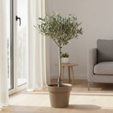 Olea europaea – Olivo de interior y exterior - Verdeia - 5