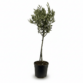 Olea europaea (Olivier) - Verdeia - 8