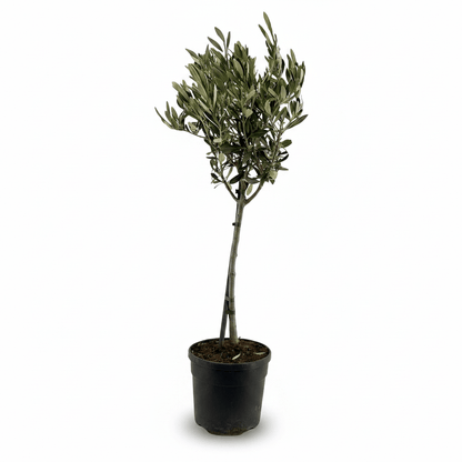 Olea europaea (Olivier) - Verdeia - 8