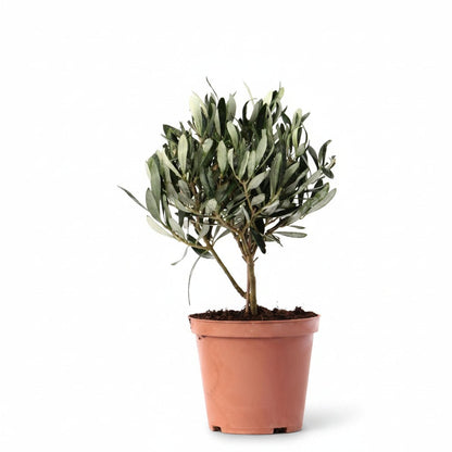 Olea europaea (Olivier) - Verdeia - 10
