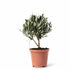 Olea europaea (Olivier) - Verdeia - 10