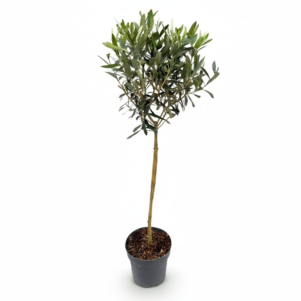 Olea europaea (Olivier) - Verdeia - 9