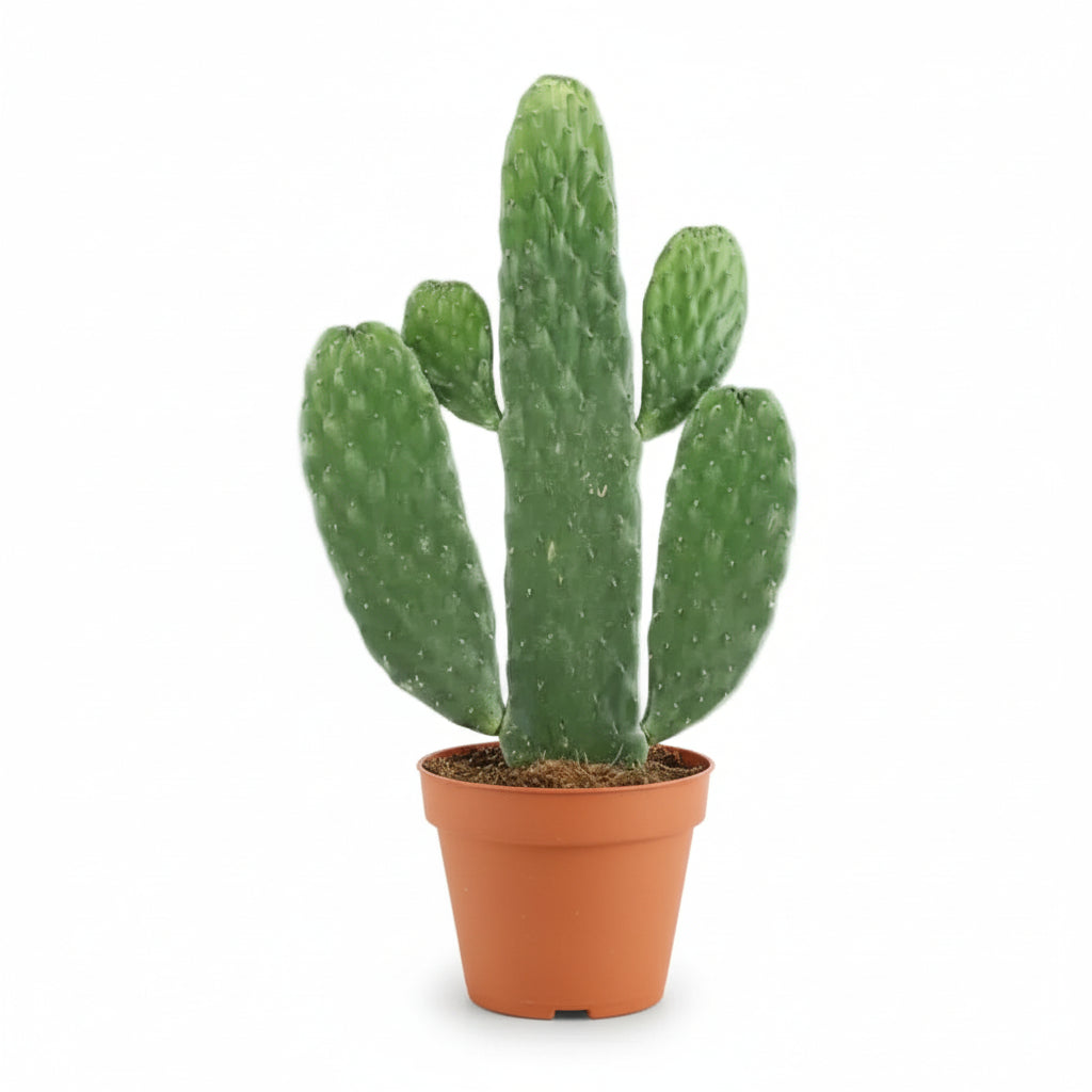 Opuntia Rubescens Consolea — Paddle Cactus